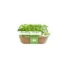 Box Healthy Herb - Peterselie -ESSCHER Winkel 1640856818 1 600