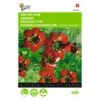 Adonisroosje - Adonis Aestivalis -ESSCHER Winkel adonisroosje adonis aestivalis 1646840323 283 600