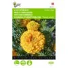 Afrikaan Golden Age - Tagetes Erecta -ESSCHER Winkel afrikaan golden age tagetes erecta 1646840331 435 600