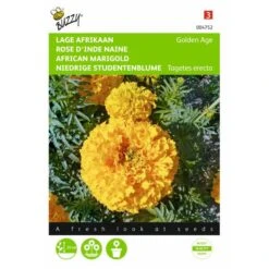Afrikaan Golden Age - Tagetes Erecta