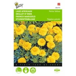 Afrikaan Petite Yellow - Tagetes Patula Nana