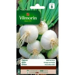 Ajuin Vroege Witte Van Parijs