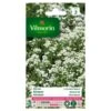 Alyssum Zilverkorfje - Lobularia Maritima -ESSCHER Winkel alyssum zilverkorfje lobularia maritima 1646839532 145 600