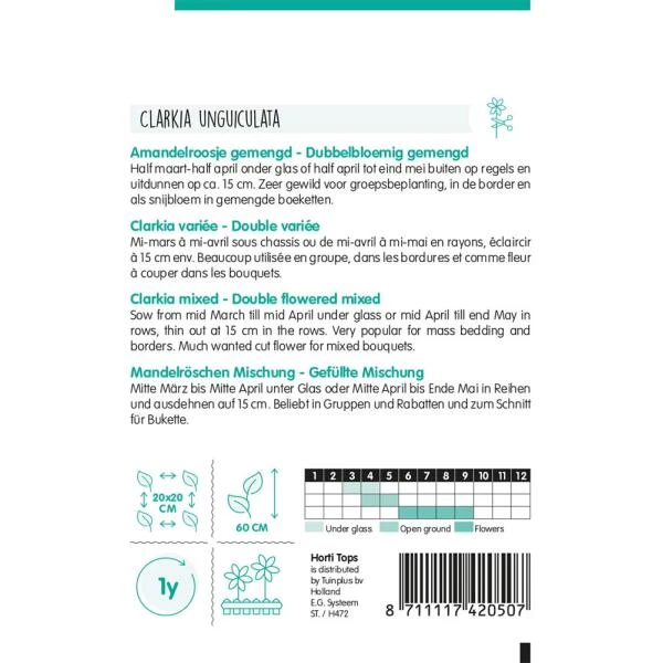 Amandelroosje - Clarkia Unguiculata 4 Amandelroosje - Clarkia Unguiculata - Afbeelding 2