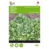 Andijvie Breedblad Volhart Winter - Cichorium Endivia