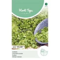 Andijvie Gele Volhart - Cichorium Endivia