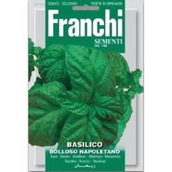 Basilico Bolloso Napolitano - Basilicum Napolitano