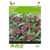 Basilicum Siam Queen - Ocimum Basilicum -ESSCHER Winkel basilicum siam queen ocimum basilicum 1646840312 15 600