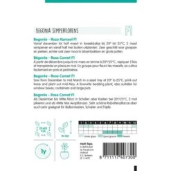 Begonia Rose Comet - Begonia Semperflorens -ESSCHER Winkel begonia rose comet begonia semperflorens 1646840358 1019 600