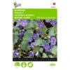 Bijenvoer - Phacelia Campanularia -ESSCHER Winkel bijenvoer phacelia campanularia 1646840345 704 600