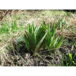 Bollenplantmanden - Set Van 3 Stuks -ESSCHER Winkel bloembollenbakje 1484053990 3 600