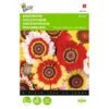 Bonte Ganzebloem Mix - Chrysanthemum Carinatum -ESSCHER Winkel bonte ganzebloem mix chrysanthemum carinatum 1646840326 323 600