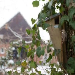 ESSCHERT DESIGN Nestkast Boomkruiper -ESSCHER Winkel boomkruiper nestkast 1484052904 3 600