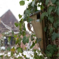 ESSCHERT DESIGN Nestkast Boomkruiper -ESSCHER Winkel boomkruiper nestkast 1484052904 4 600