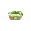 Box Healthy Herb - Bieslook -ESSCHER Winkel box healthy herb bieslook 1640857122 1 600