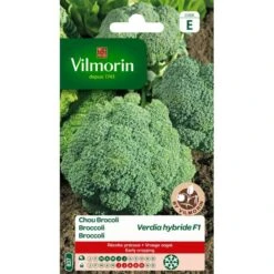 Broccoli Verdia HF1
