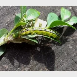 DCM Buxusmottenval Hangen Of Staan -ESSCHER Winkel buxusmottenval 2 feromooncapsules 1549877815 1 600