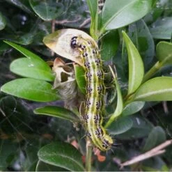 DCM Buxusmottenval Hangen Of Staan -ESSCHER Winkel buxusmottenval 2 feromooncapsules 1549877815 2 600