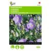 Campanula Carpatica (blauw Karpatenklokje) -ESSCHER Winkel campanula carpatica blauw karpatenklokje 1646840336 533 600