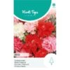 Chabaud Anjer Mix - Dianthus Caryophyllus -ESSCHER Winkel chabaud anjer mix dianthus caryophyllus 1646840361 1078 600