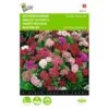 Dianthus Barbatus (laag Enkelbloemig) -ESSCHER Winkel dianthus barbatus laag enkelbloemig 1646840334 505 600