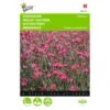 Dianthus Deltoides Brilliant 2 Dianthus Deltoides Brilliant -ESSCHER Winkel dianthus deltoides brilliant 1646840336 541 600