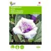 Doornappel - Datura Metel -ESSCHER Winkel doornappel datura metel 1646840345 706 600