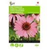 Echinacea Purpurea - Rode Zonnehoed -ESSCHER Winkel echinacea purpurea rode zonnehoed 1646840344 700 600
