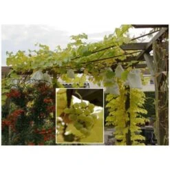 Fruithoezen 30 × 40 Cm - Set Van 50 Stuks -ESSCHER Winkel fruithoezen 1484055104 5 600