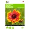 Gaillardia Aristata -ESSCHER Winkel gaillardia aristata 1646840336 545 600