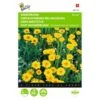Gele Ganzebloem - Chrysanthemum Segetum -ESSCHER Winkel gele ganzebloem chrysanthemum segetum 1646840326 325 600