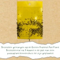 Insectenvallen Gele Lijmplaatjes - Set Van 10 Stuks - Greenprotect -ESSCHER Winkel gele lijmplaatjes kamerplanten 1582273429 4 600