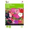 Hangpetunia - Petunia Pendula -ESSCHER Winkel hangpetunia petunia pendula 1646840330 423 600