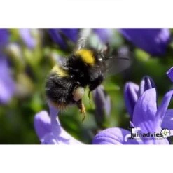 Hommelpot Keramiek 10 Hommelpot Keramiek -ESSCHER Winkel hommelpot keramiek 1484057072 2 600