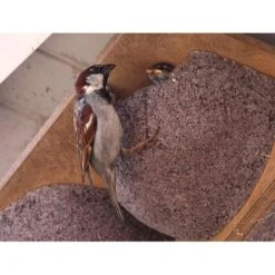 Zwaluwnest Voor Huiszwaluw - Dubbel -ESSCHER Winkel huiszwaluwnestkast dubbel 1484055101 4 600