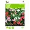 Ijzerhard Mix - Verbena Hybrida Compacta 1 Ijzerhard Mix - Verbena Hybrida Compacta -ESSCHER Winkel ijzerhard mix verbena hybrida compacta 1646840332 461 600