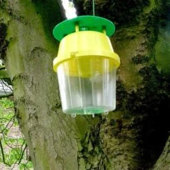 Kastanjemineermot Vangbeker + 1 Feromoon-gelspuit -ESSCHER Winkel kastanjemineermot vangen 1484053362 4 600