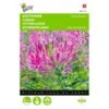 Kattensnor Rose Queen - Cleome Spinosa -ESSCHER Winkel kattensnor rose queen cleome spinosa 1646840326 327 600