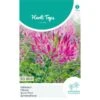 Kattensnor Rose Queen - Cleome Spinosa HT -ESSCHER Winkel kattensnor rose queen cleome spinosa ht 1646840358 1012 600