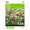 Kattenstaartamarant - Amaranthus Caudatus -ESSCHER Winkel kattenstaartamarant amaranthus caudatus 1646840324 291 600