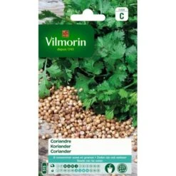 Koriander - Coriandrum Sativum