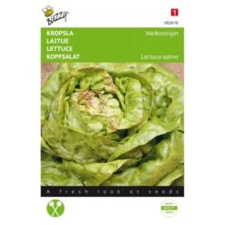 Kropsla Meikoningin - Lactuca Sativa