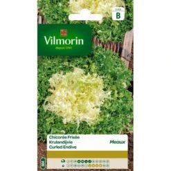 Krulandijvie Gekrulde Van Meaux