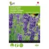 Lavendel - Lavandula Angustifolia -ESSCHER Winkel lavendel lavandula angustifolia 1646840313 41 600