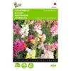 Leeuwenbekje - Antirrhinum Majus Nanum -ESSCHER Winkel leeuwenbekje antirrhinum majus nanum 1646840324 295 600