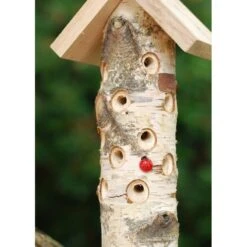 Lieveheersbeeststammetje Op Paal -ESSCHER Winkel lieveheersbeeststam berk 1484053499 3 600