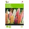 Lupinus Polyphyllus Minarette -ESSCHER Winkel lupinus polyphyllus minarette 1646840336 553 600