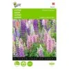 Lupinus Polyphyllus Russells Hybrids Mix -ESSCHER Winkel lupinus polyphyllus russells hybrids mix 1646840336 551 600