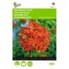 Lychnis Chalcedonica (brandende Liefde) -ESSCHER Winkel lychnis chalcedonica brandende liefde 1646840336 555 600