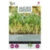 Microgreens Borage Komkommerkruid -ESSCHER Winkel microgreens borage komkommerkruid 1646840378 1446 600